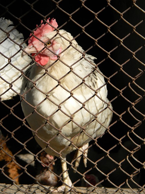 傷退出本賽 傷退出本賽